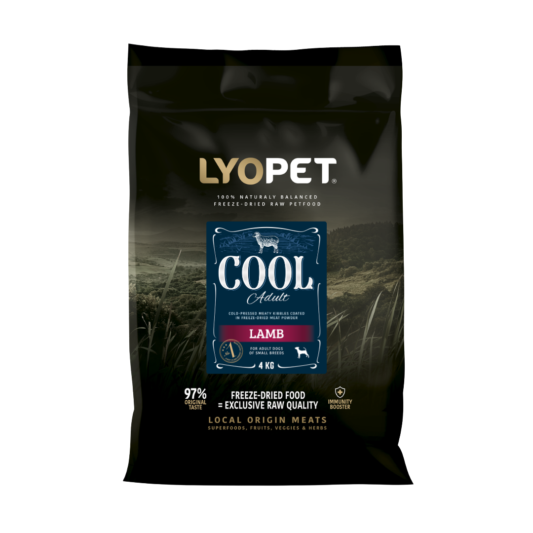 Cool Adult Mini Lamb